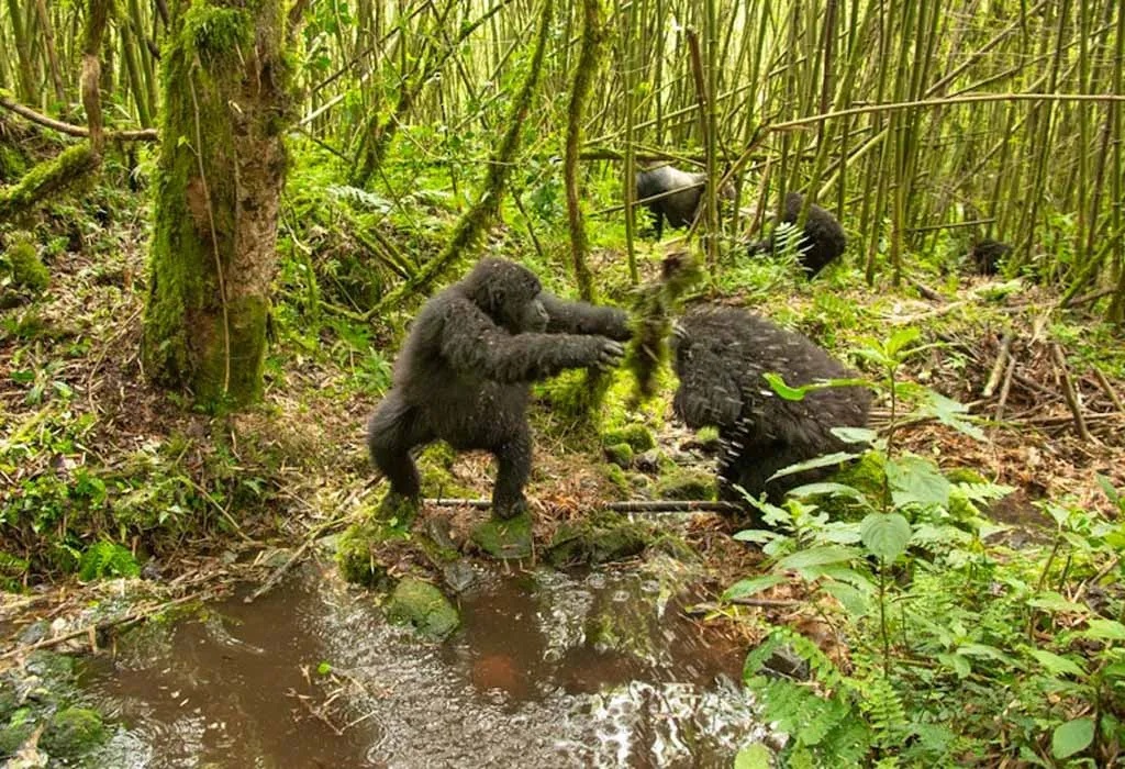 Is one week enough for Rwanda gorilla trekking safari